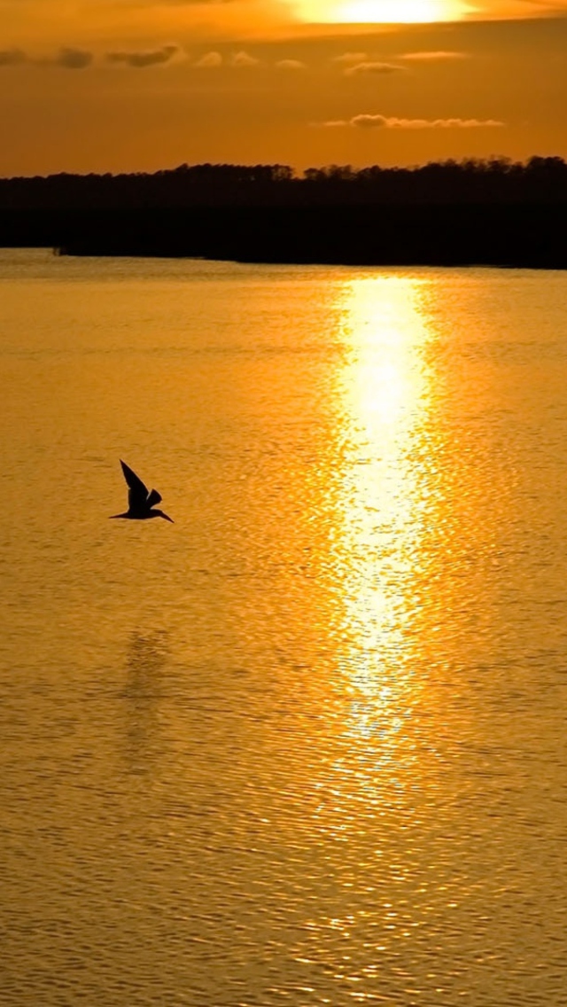 Das Birds, Lake And Sunset Wallpaper 640x1136
