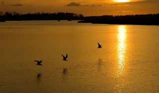 Birds, Lake And Sunset - Obrázkek zdarma 
