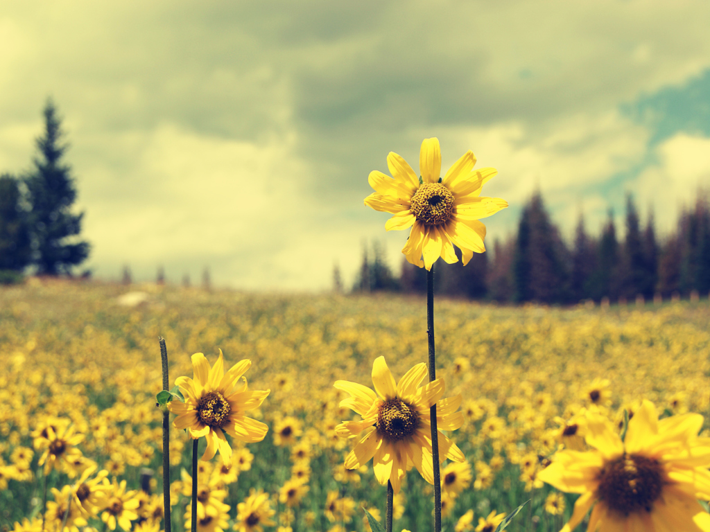 Field Of Gold wallpaper 1024x768