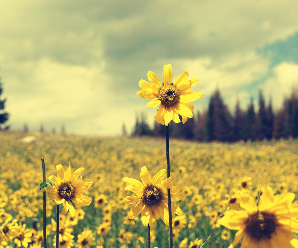 Field Of Gold screenshot #1 960x800