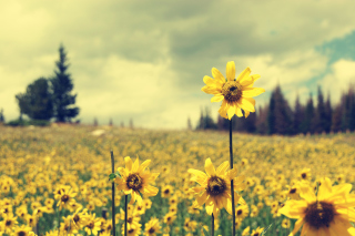 Free Field Of Gold Picture for Android, iPhone and iPad