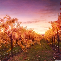 Sunset In Russian River Valley wallpaper 208x208