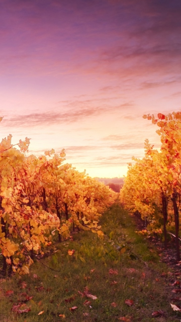 Sfondi Sunset In Russian River Valley 360x640