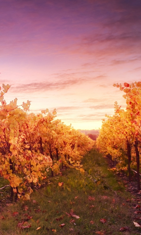 Обои Sunset In Russian River Valley 480x800
