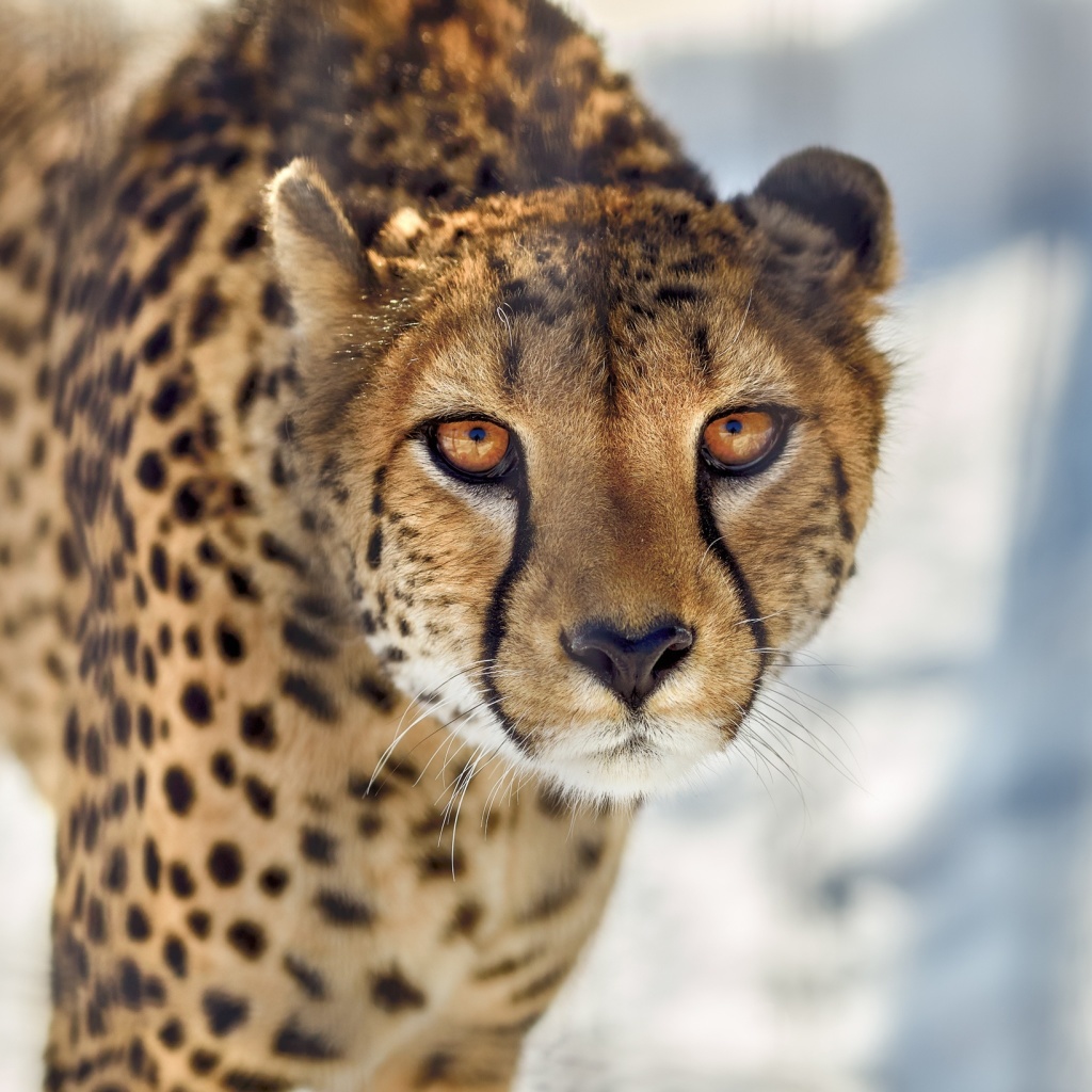 Обои Southern African Cheetah 1024x1024