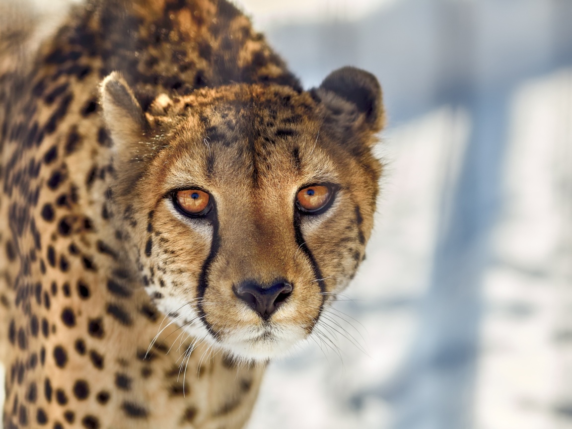 Fondo de pantalla Southern African Cheetah 1152x864