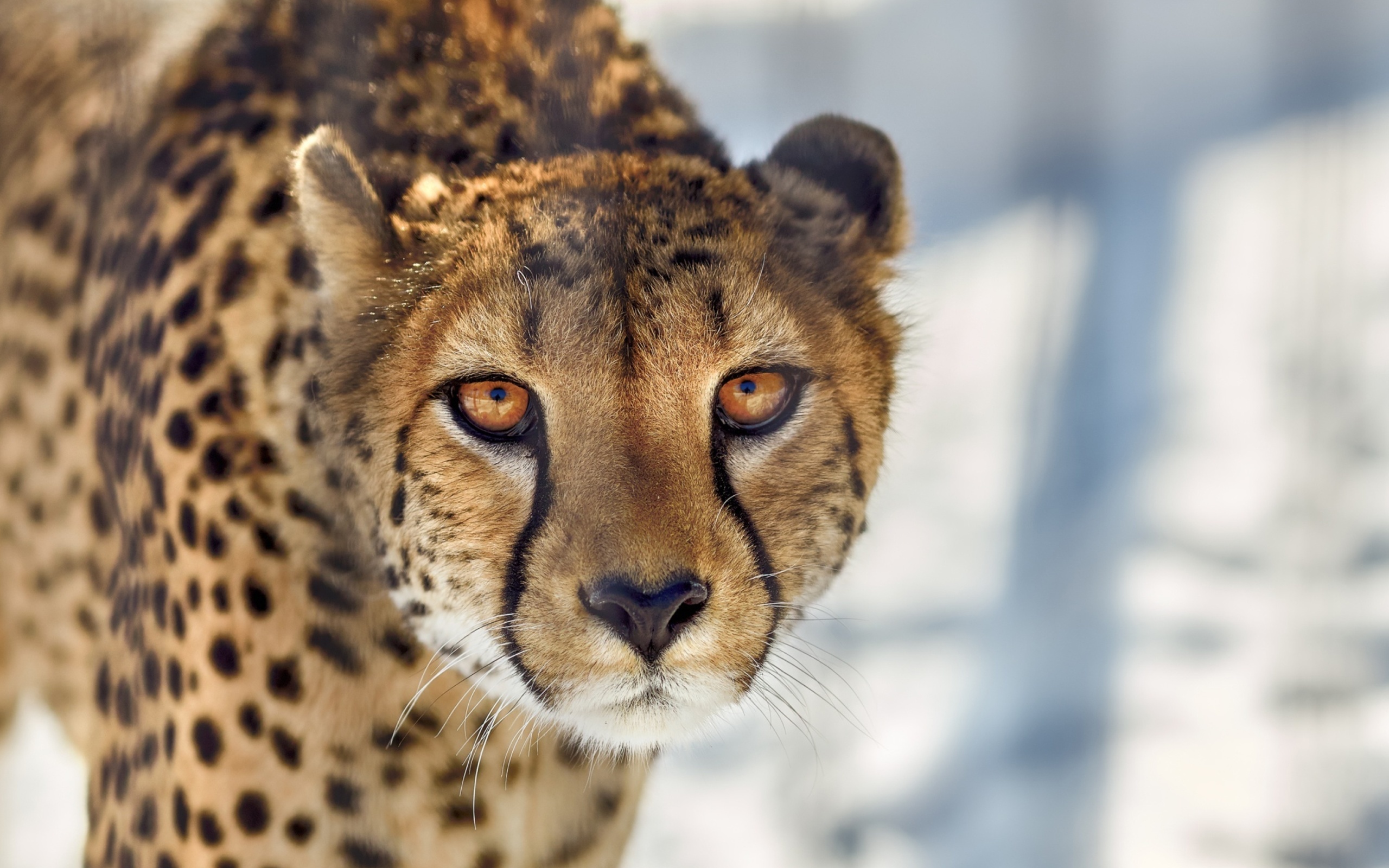 Das Southern African Cheetah Wallpaper 2560x1600