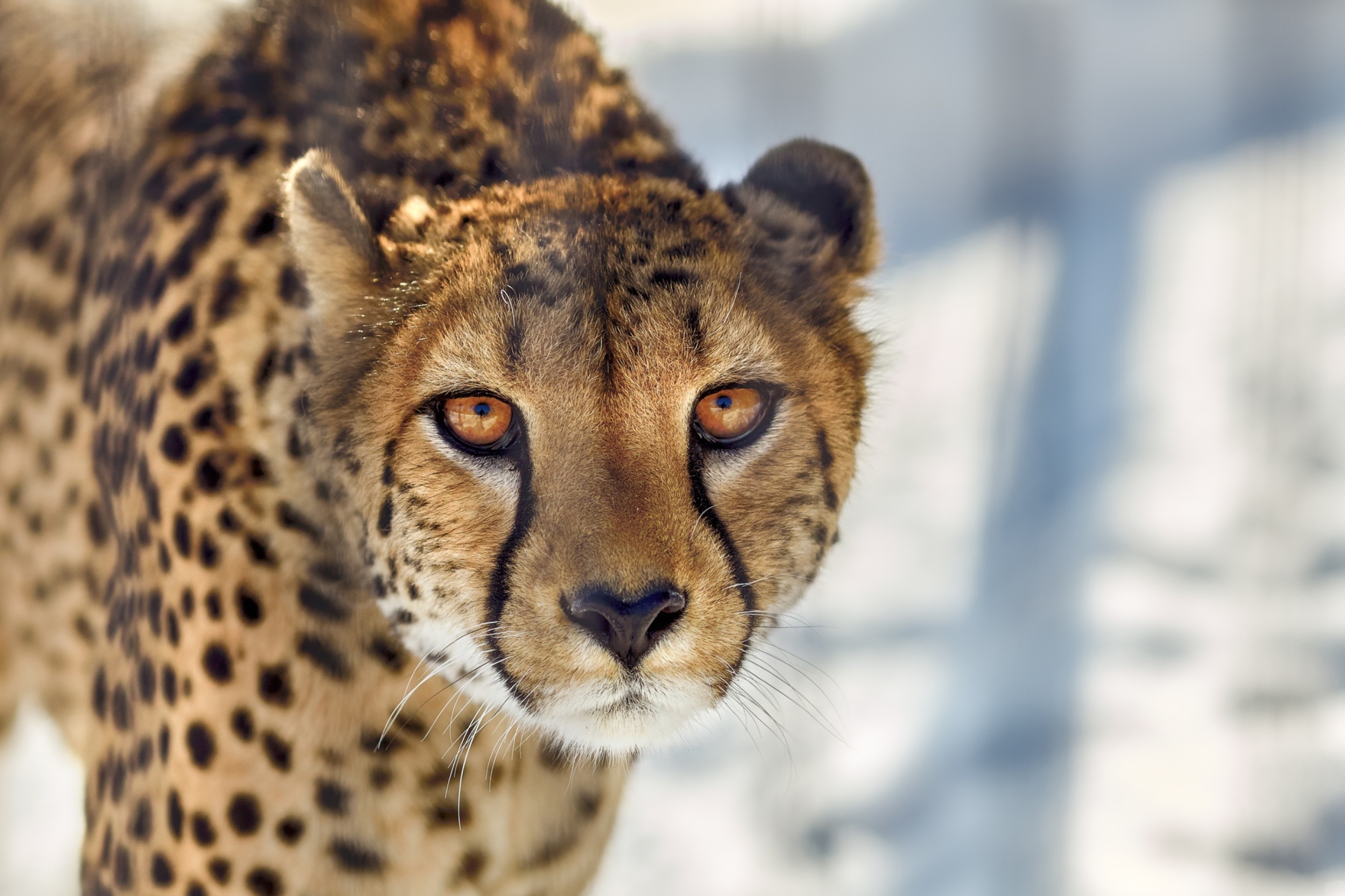 Das Southern African Cheetah Wallpaper 2880x1920