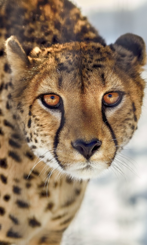 Fondo de pantalla Southern African Cheetah 480x800