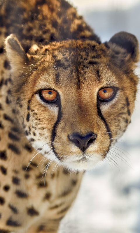 Das Southern African Cheetah Wallpaper 480x800