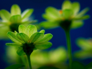 Screenshot №1 pro téma Green Flowers 320x240