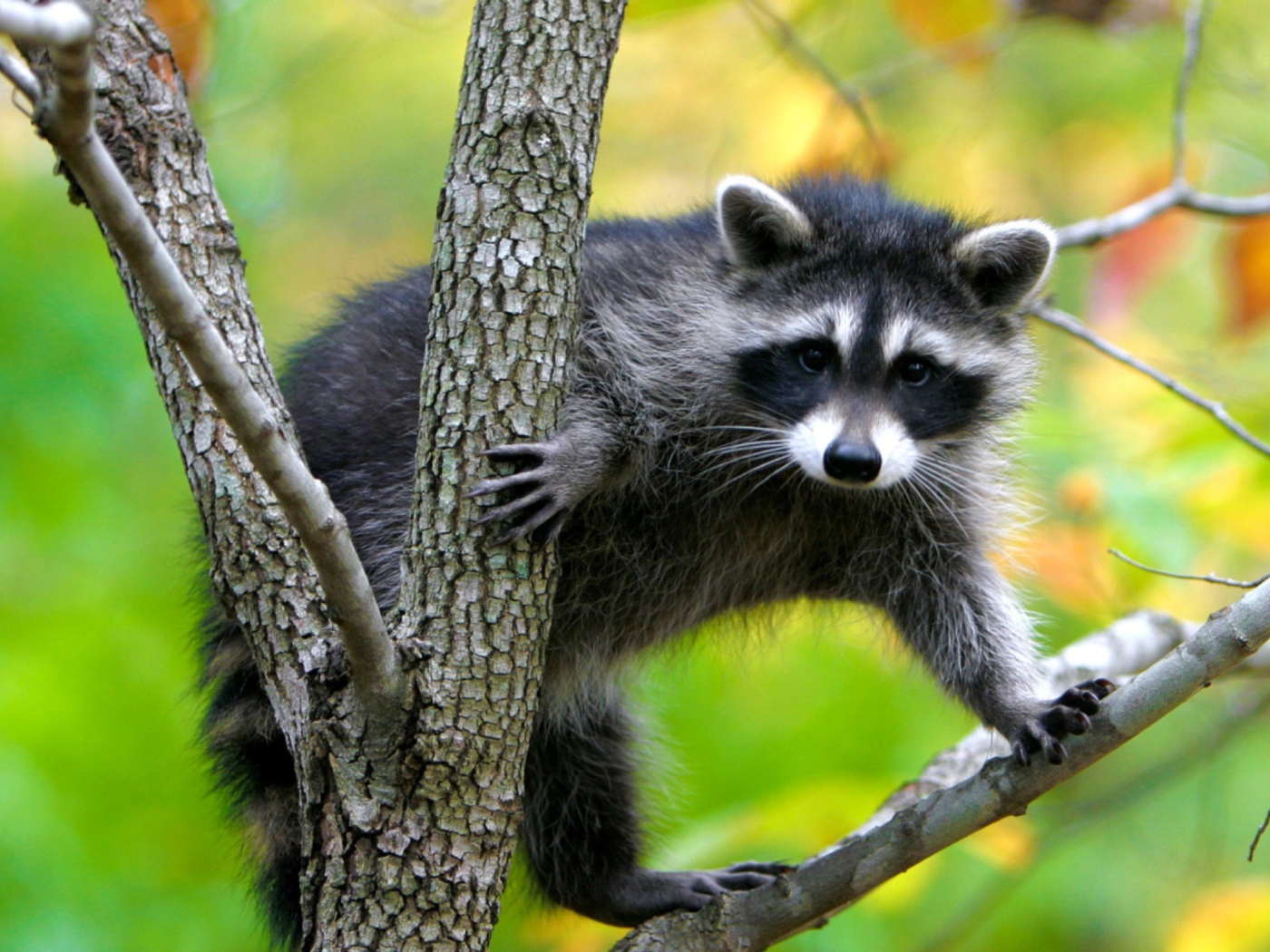 Sfondi Raccoon In A Tree 1400x1050