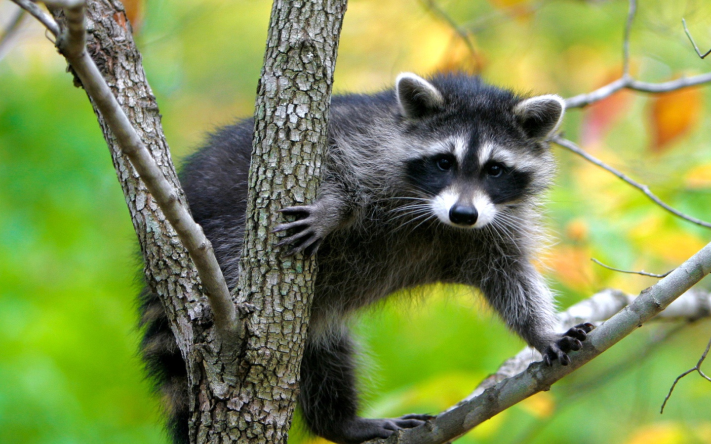 Screenshot №1 pro téma Raccoon In A Tree 1440x900