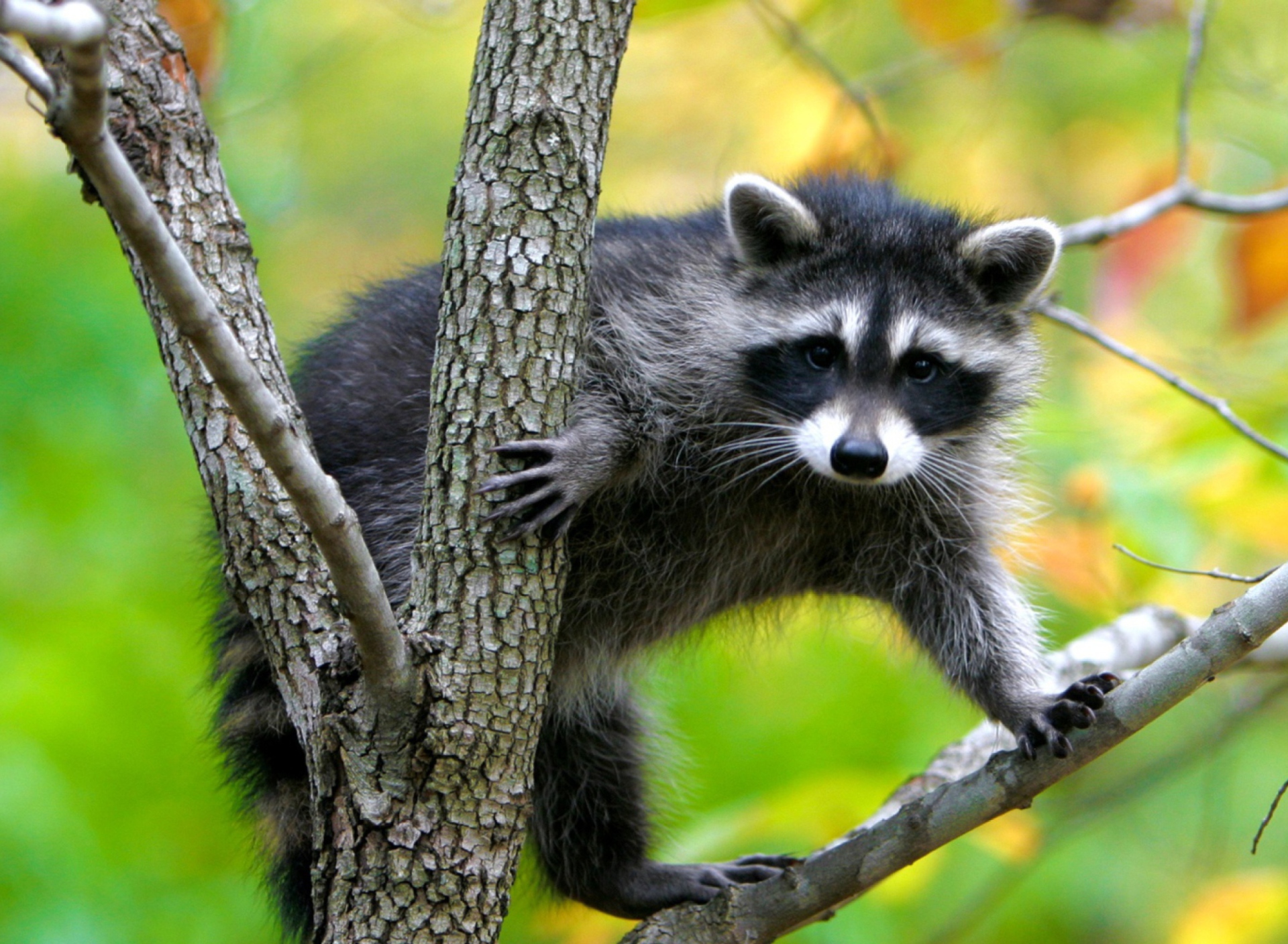 Fondo de pantalla Raccoon In A Tree 1920x1408