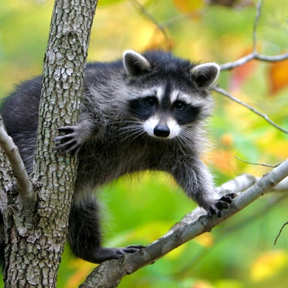 Kostenloses Raccoon In A Tree Wallpaper für iPad mini