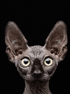 Sfondi Sphynx 240x320