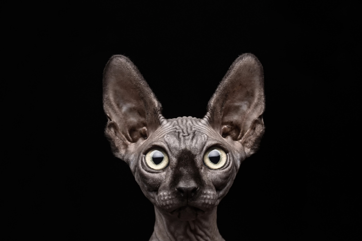 Sphynx wallpaper