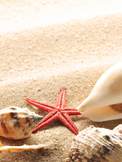 Das Several Sea Shells Wallpaper 240x320