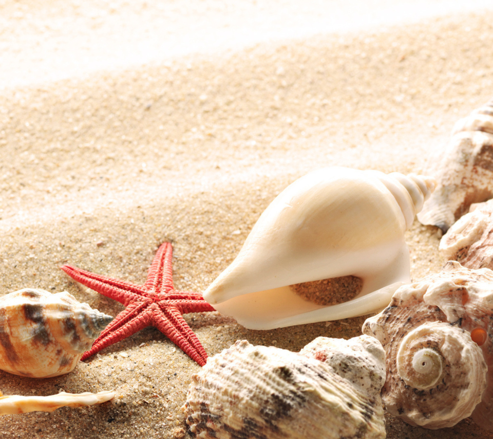 Several Sea Shells wallpaper 960x854
