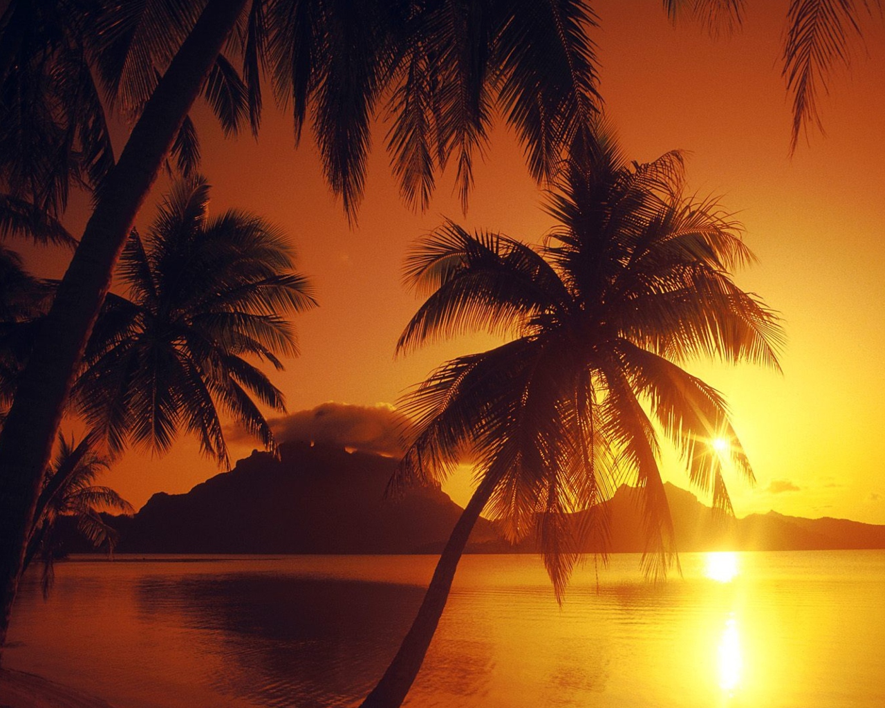 Sfondi Palms At Sunset 1280x1024