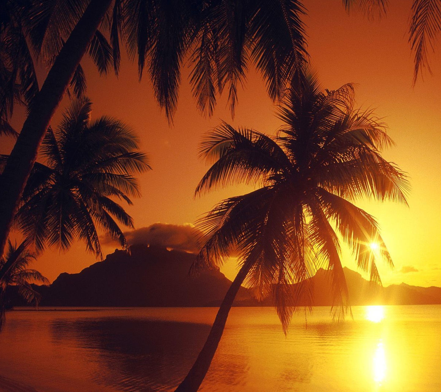 Das Palms At Sunset Wallpaper 1440x1280