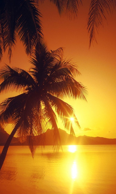 Sfondi Palms At Sunset 480x800