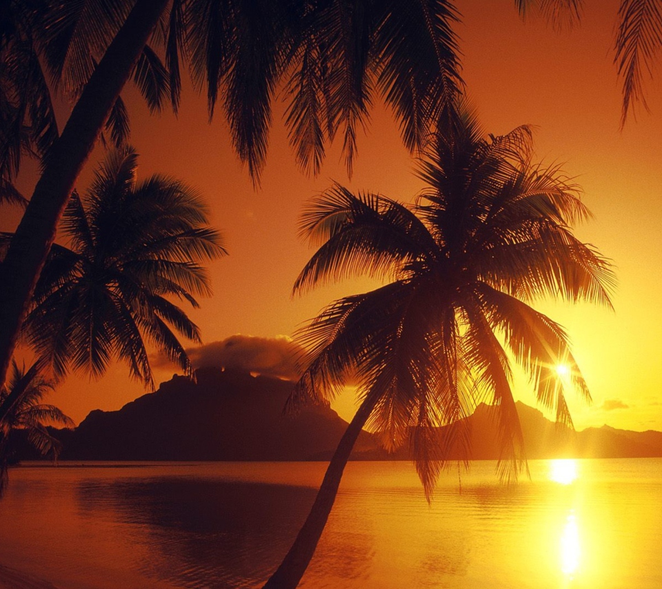 Sfondi Palms At Sunset 960x854