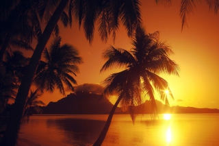 Palms At Sunset - Obrázkek zdarma pro Nokia X5-01
