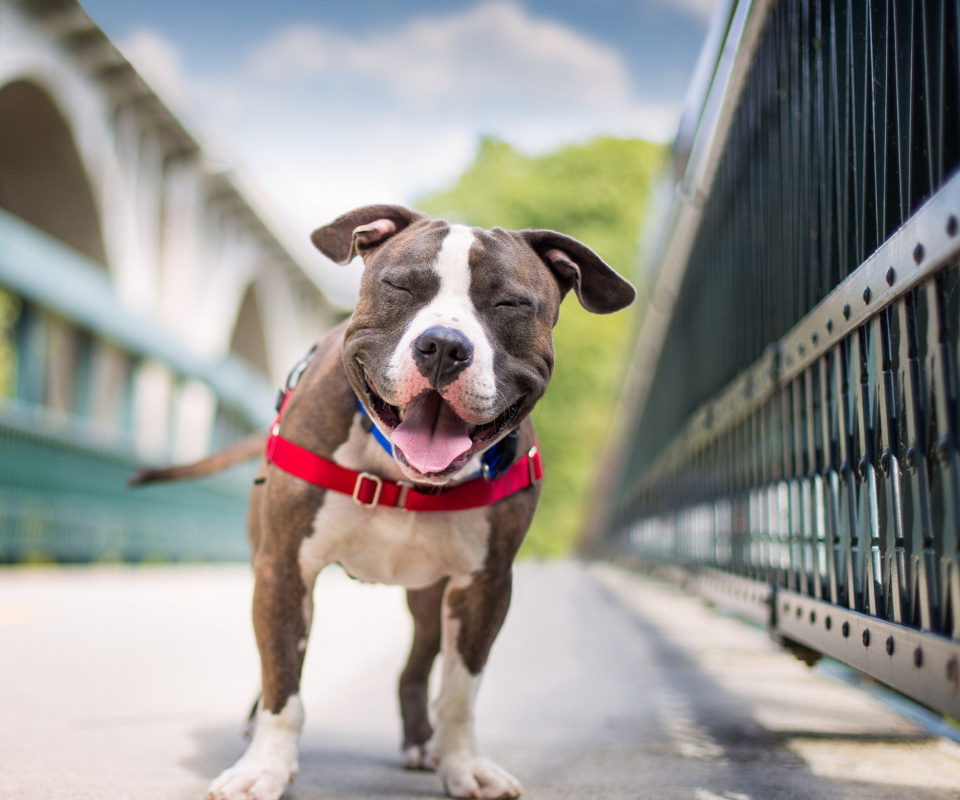 Smiling Dog screenshot #1 960x800