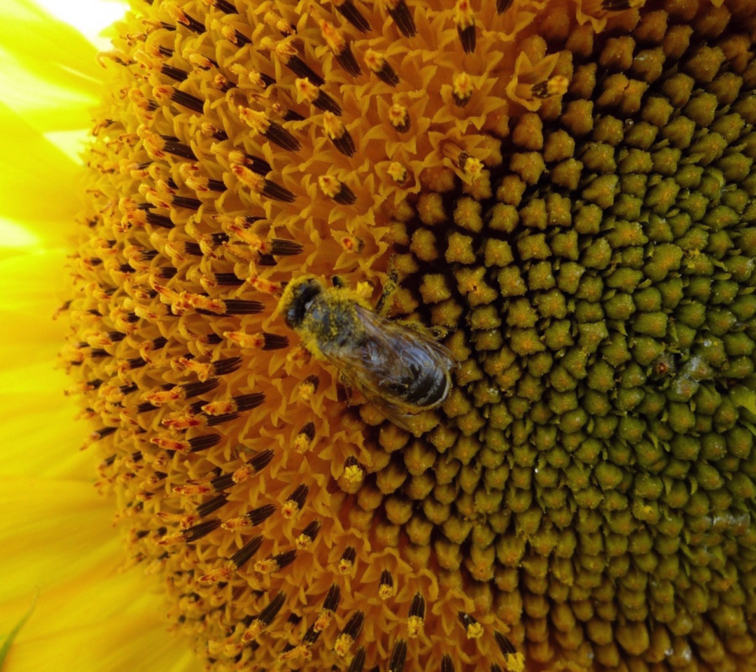 Das Fly On Sunflower Wallpaper 1080x960