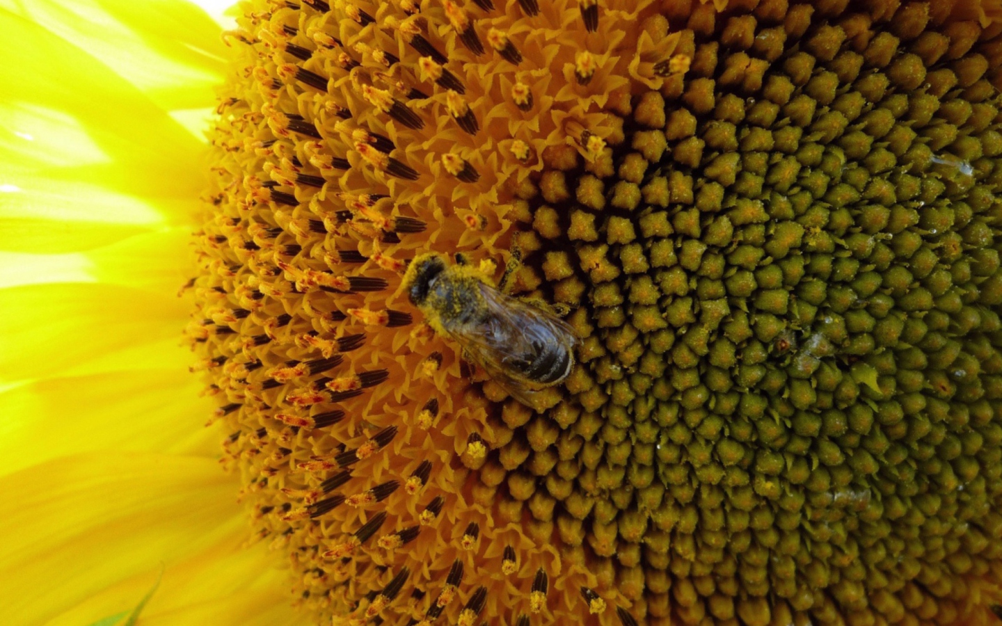 Sfondi Fly On Sunflower 1440x900