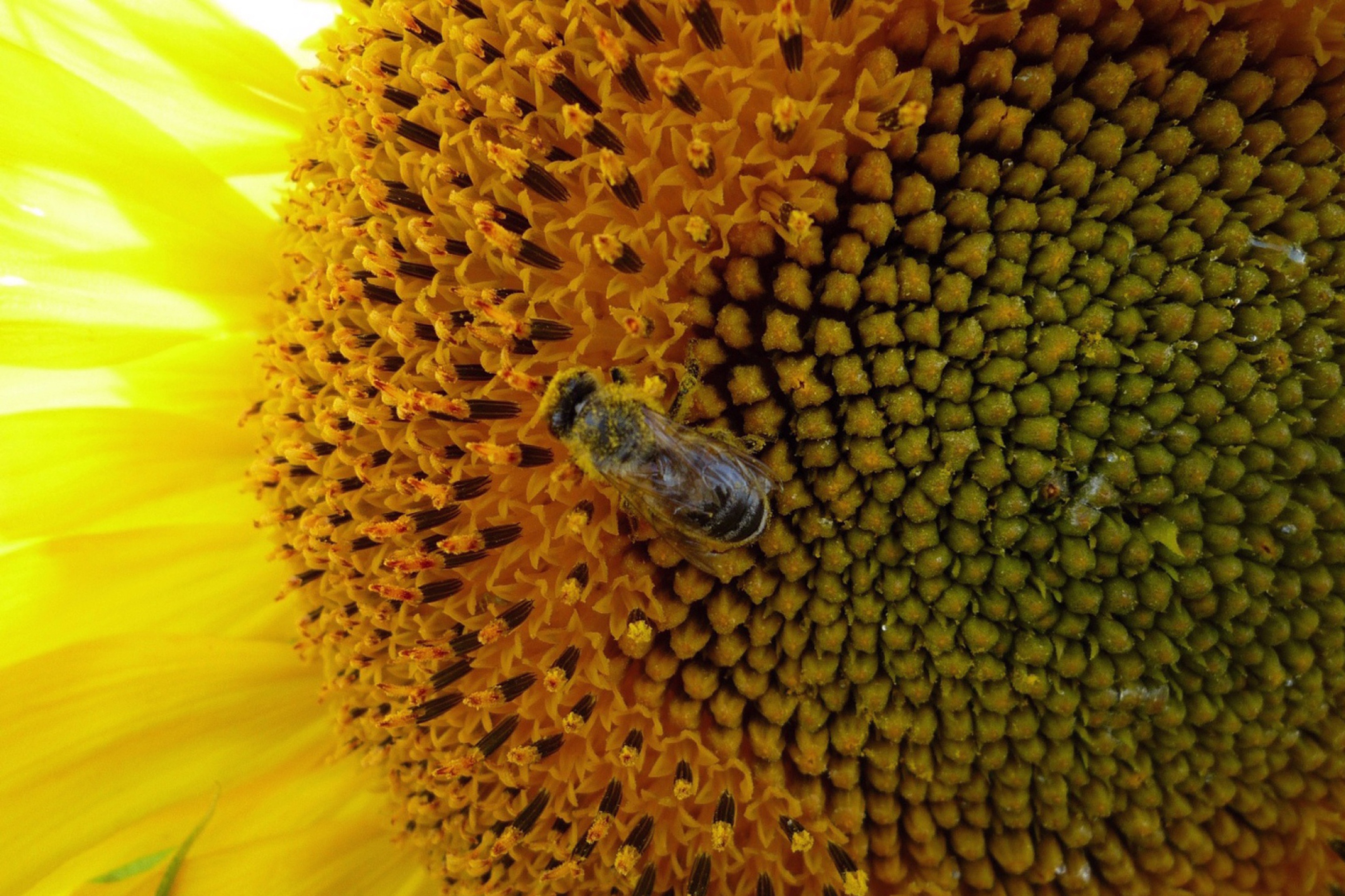 Das Fly On Sunflower Wallpaper 2880x1920