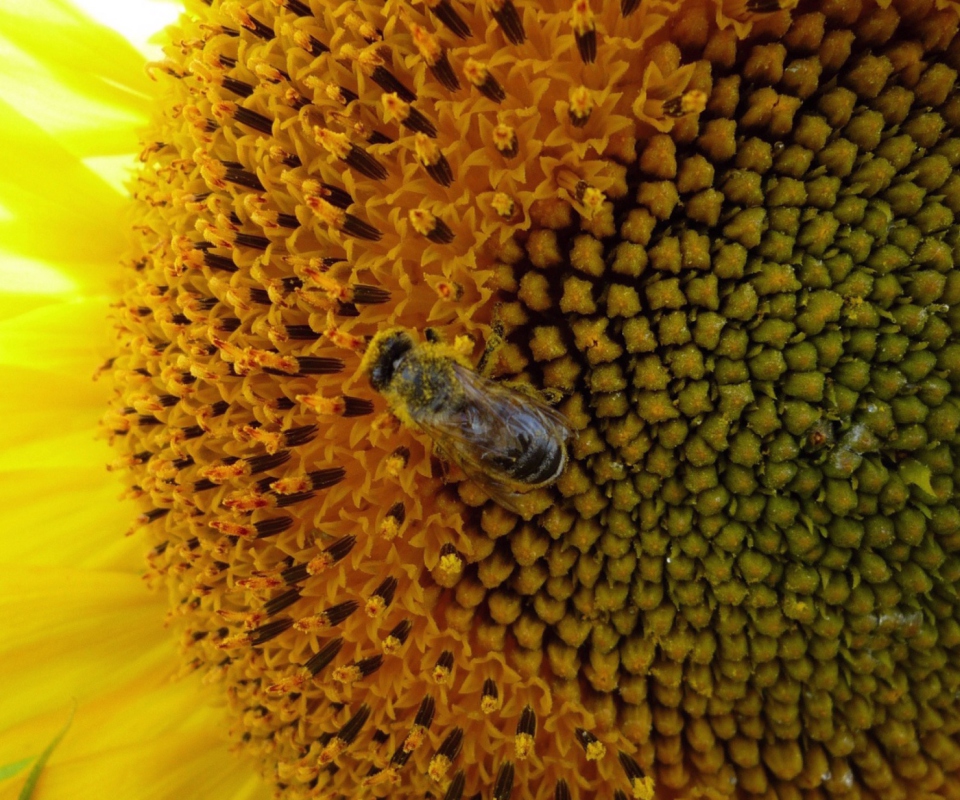 Fly On Sunflower wallpaper 960x800