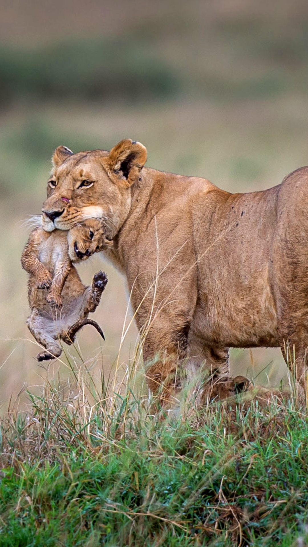 Lioness with lion cubs wallpaper 1080x1920