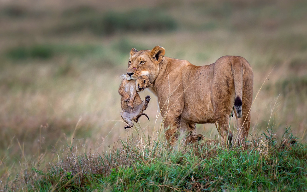Обои Lioness with lion cubs 1280x800