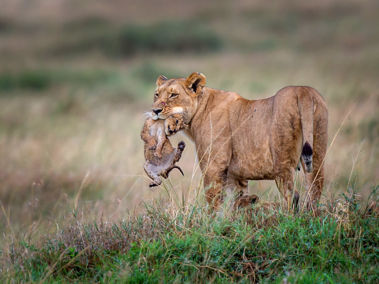 Обои Lioness with lion cubs 1280x960
