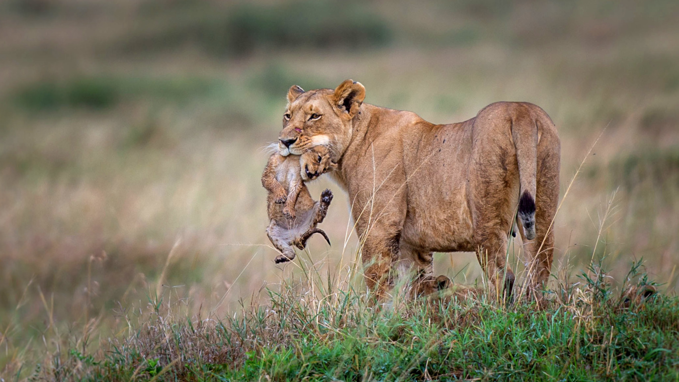 Sfondi Lioness with lion cubs 1366x768