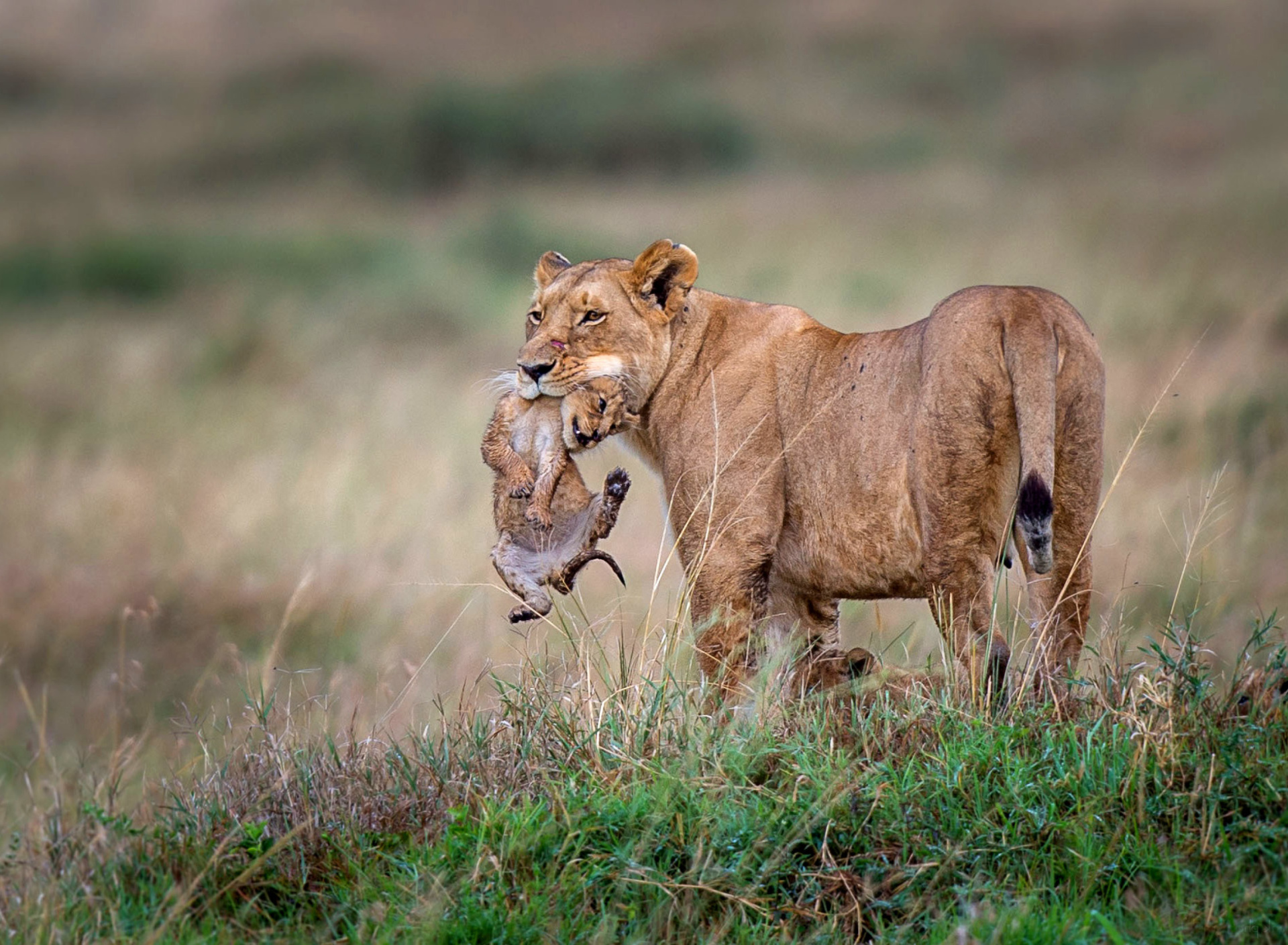 Lioness with lion cubs wallpaper 1920x1408
