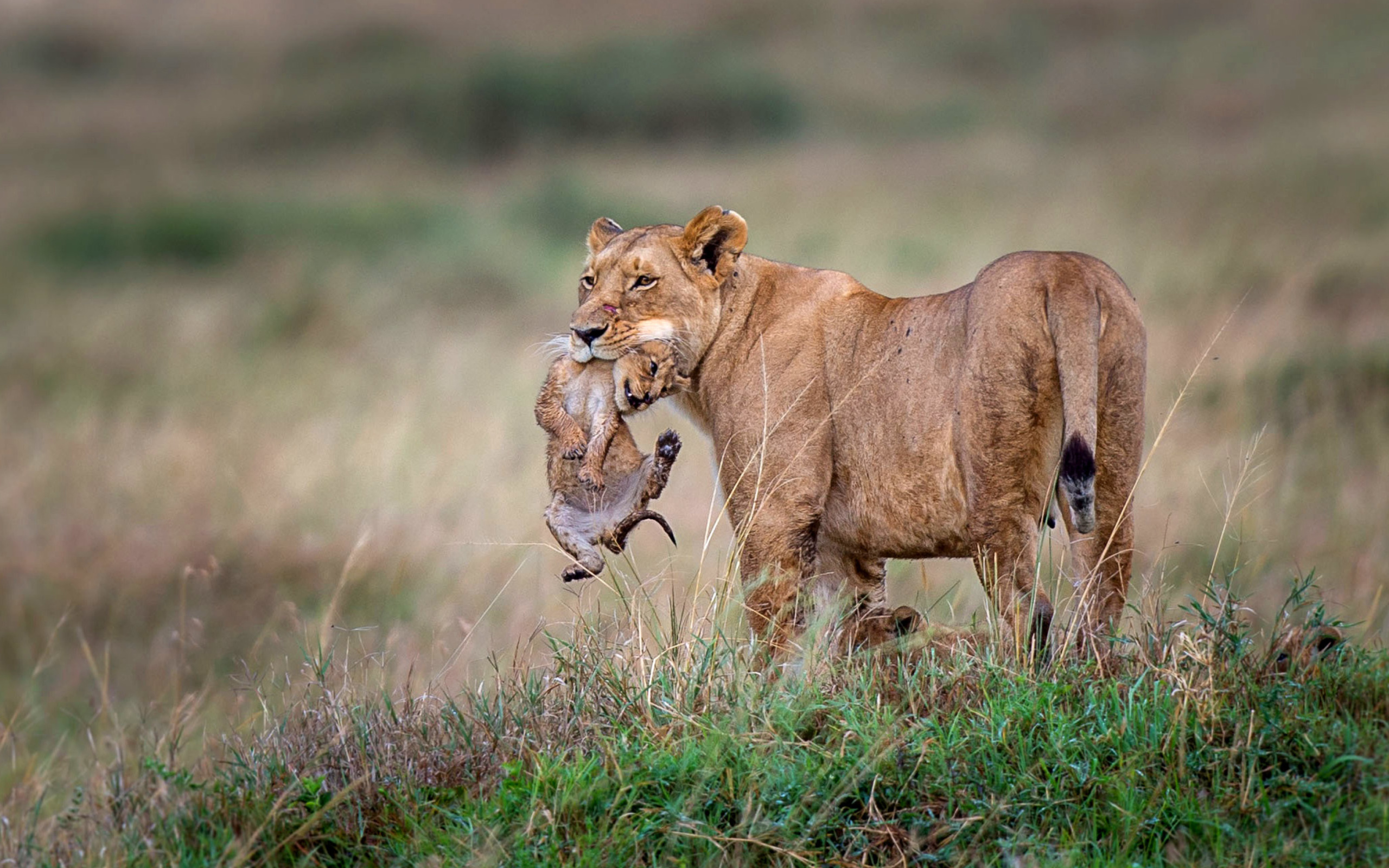 Обои Lioness with lion cubs 2560x1600
