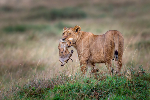 Lioness with lion cubs wallpaper 480x320