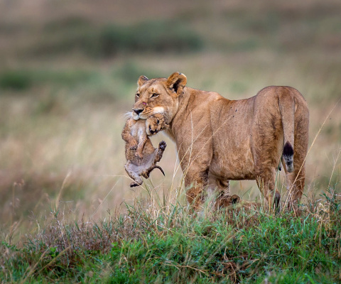 Lioness with lion cubs wallpaper 480x400