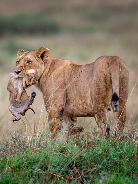 Screenshot №1 pro téma Lioness with lion cubs 480x640