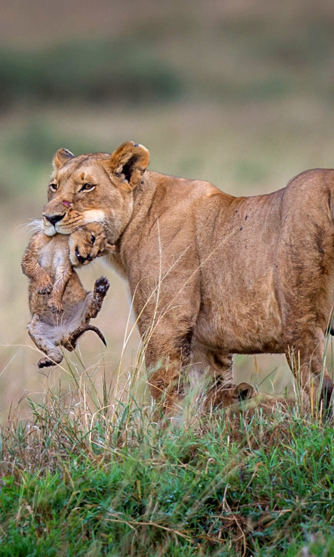 Обои Lioness with lion cubs 480x800