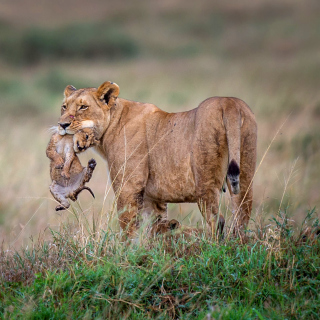 Kostenloses Lioness with lion cubs Wallpaper für 1024x1024