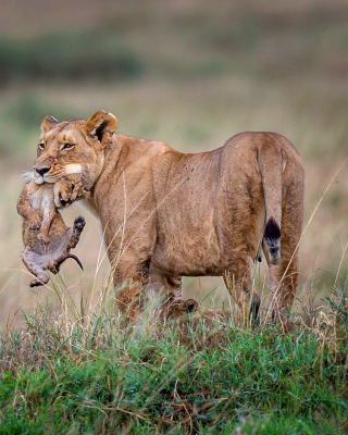 Lioness with lion cubs - Fondos de pantalla gratis para 1080x1920
