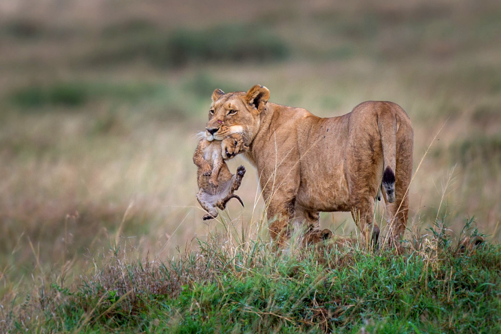 Обои Lioness with lion cubs