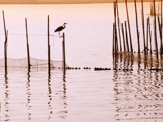 Das La Albufera National Park Wallpaper 320x240