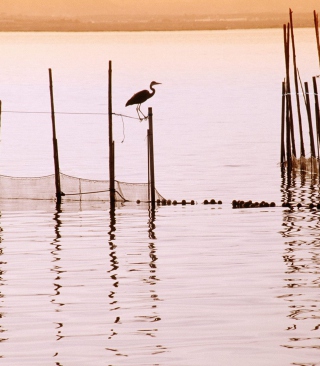 La Albufera National Park - Obrázkek zdarma pro iPhone 5S