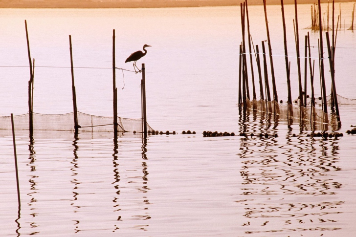 Screenshot №1 pro téma La Albufera National Park