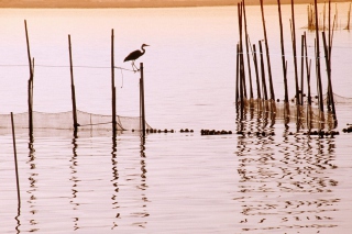 La Albufera National Park Picture for Android, iPhone and iPad